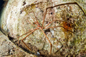 wide-angle Arrow crab by Mathieu Foulquié 